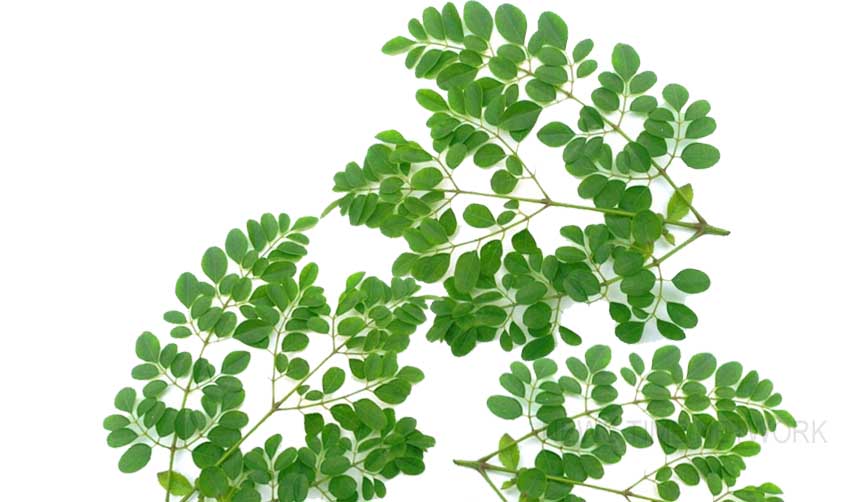 മുരിങ്ങയിലകഴിച്ച് രോഗമകറ്റാം