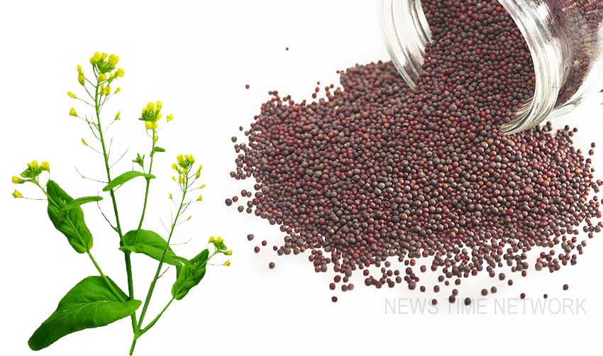 ജനിതകമാറ്റം വരുത്തിയ കടുകിന്റെ ഉല്പ്പാദനം വര്ധിപ്പിക്കും