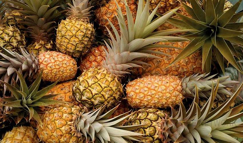 പൈനാപ്പിളിന് വിലയിടിയുന്നു