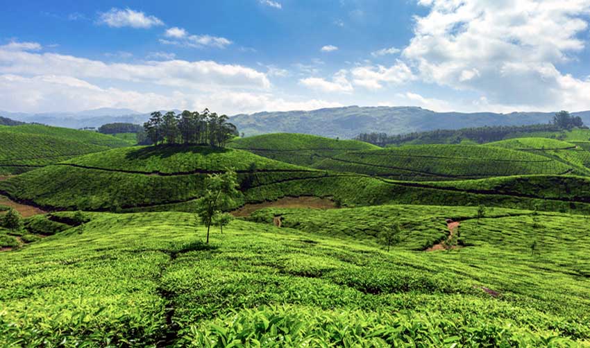 മൂന്നാറിലേക്ക് സഞ്ചാരികളെത്തുന്നു