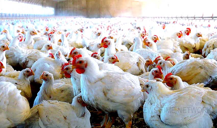 സംസ്ഥാനത്ത് ഇറച്ചിക്കോഴി വില കുതിക്കുന്നു