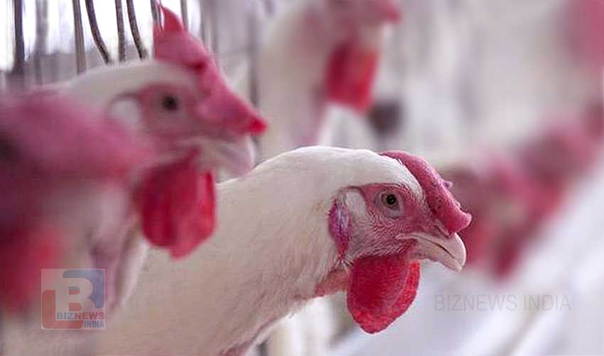 കോളിസ്റ്റിന്‍ ആന്റിബയോട്ടിക്; ചിക്കന്‍ വ്യാപാരം മന്ദഗതിയിലായേക്കും