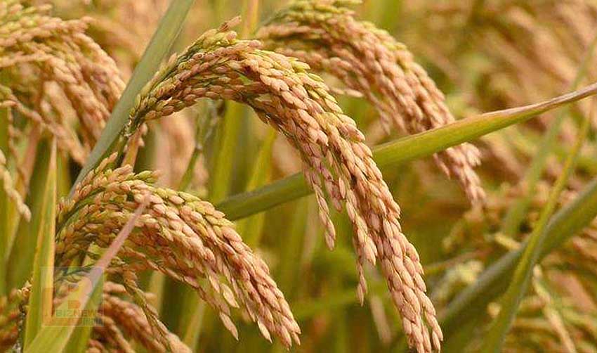 നെല്ലിന്റെ താങ്ങുവില വര്‍ധിപ്പിക്കാന്‍ കേന്ദ്ര നീക്കം