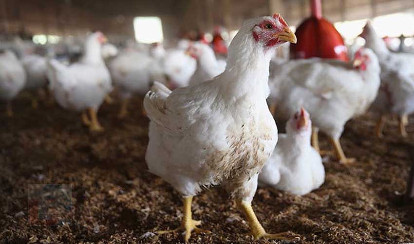 വ്യാജപ്രചരണങ്ങള് സജീവമായതോടെ കോഴിക്ക് വന് വിലയിടിവ്