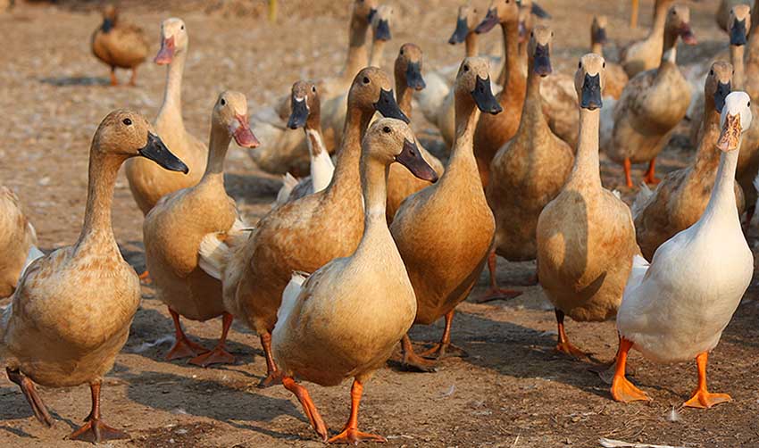 മാംസ വിപണിയില്‍ താറാവ് പറന്നുയരുന്നു