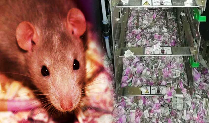 എസ്ബിഐ എടിഎമ്മിലെ 12 ലക്ഷം രൂപ എലി നശിപ്പിച്ചു