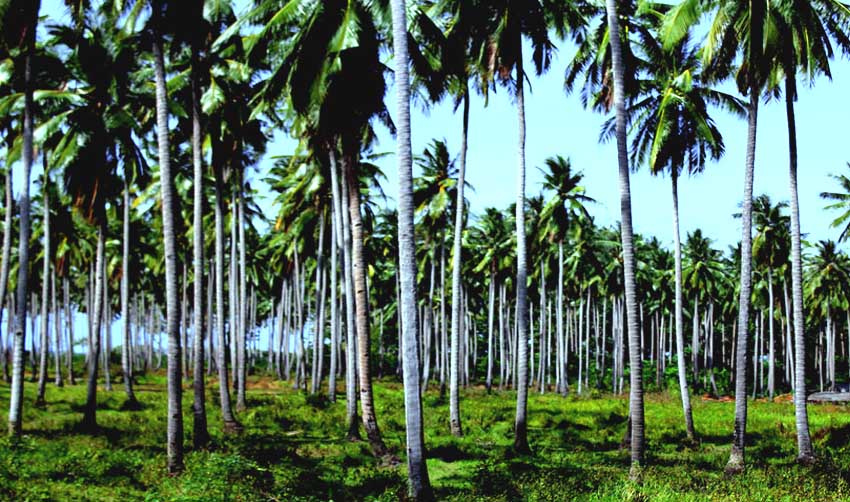 വെളിച്ചെണ്ണ ഇറക്കുമതി നാളികേര കര്‍ഷകര്‍ക്ക് ഇരിട്ടടിയാവുന്നു