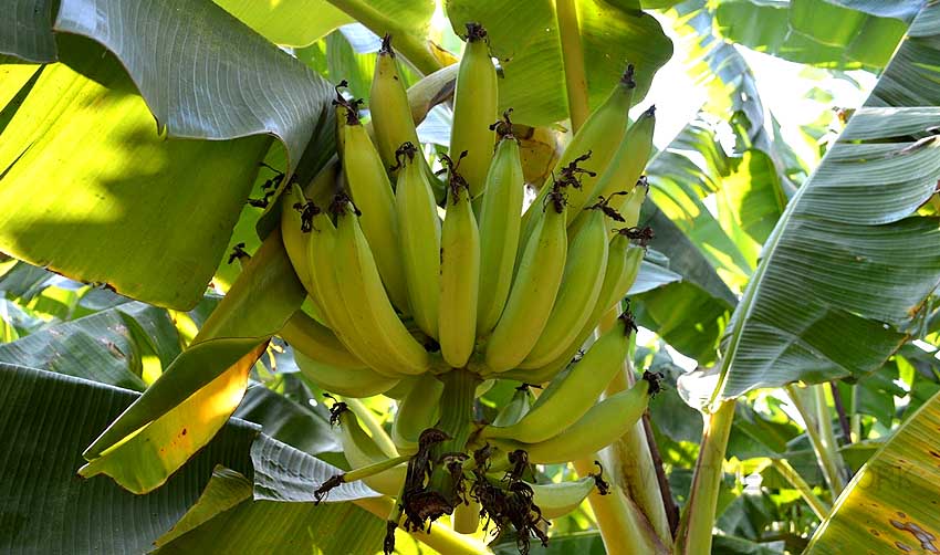 ഏത്തവാഴ കര്ഷകര് പ്രതിസന്ധിയില്