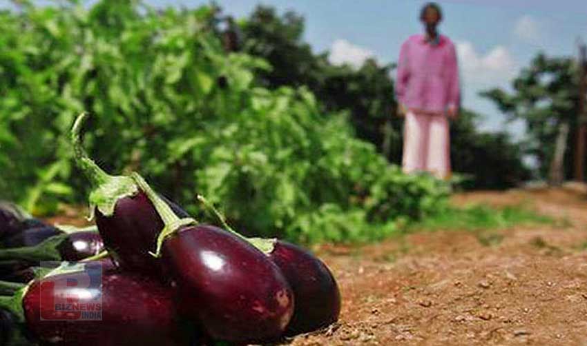 വഴുതന കിലോക്ക് 20 പൈസ; രണ്ടേക്കര്‍ വഴുതനപ്പാടം വെട്ടിനശിപ്പിച്ച് കര്‍ഷകന്‍