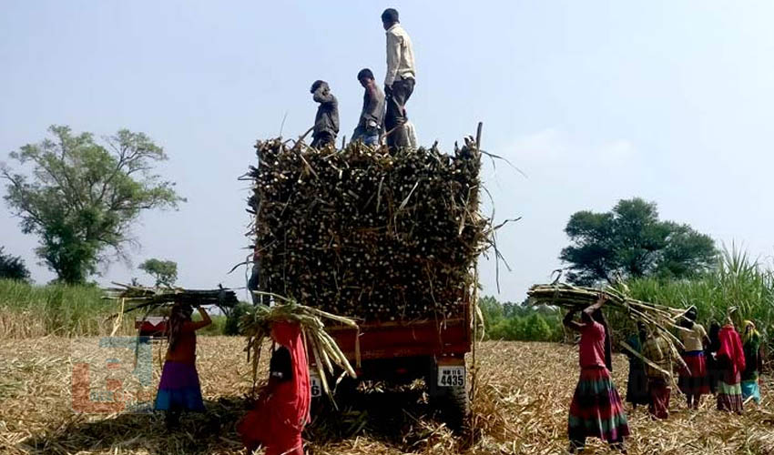കരിമ്പ് കര്‍ഷകരുടെ ആവശ്യങ്ങള്‍ പഠിക്കാന്‍ കേന്ദ്ര സമിതി: രമേഷ് ചന്ദ് അധ്യക്ഷന്‍